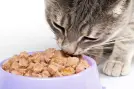 Корм для кошек