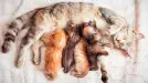 Для котят